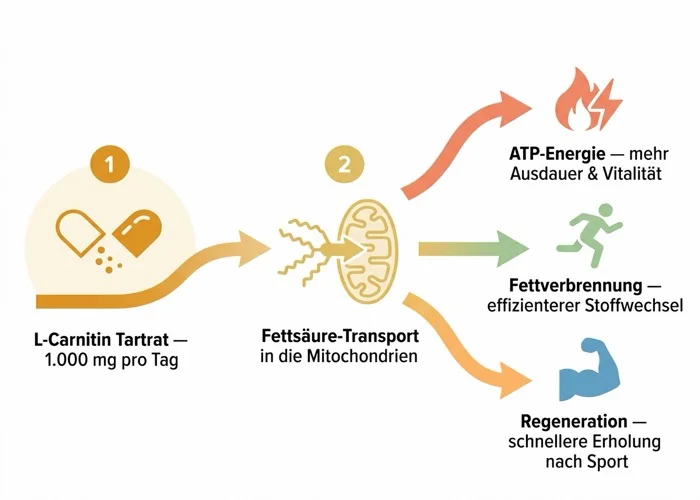 MitoShuttle Aktivtransport-System Wirkungsweise