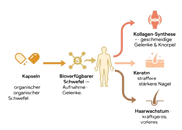 BioSulfur Replenishment System Wirkungsweise
