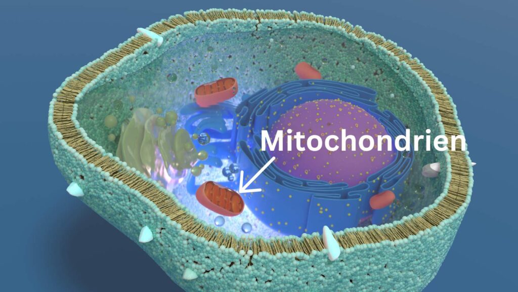 Mitochondrien