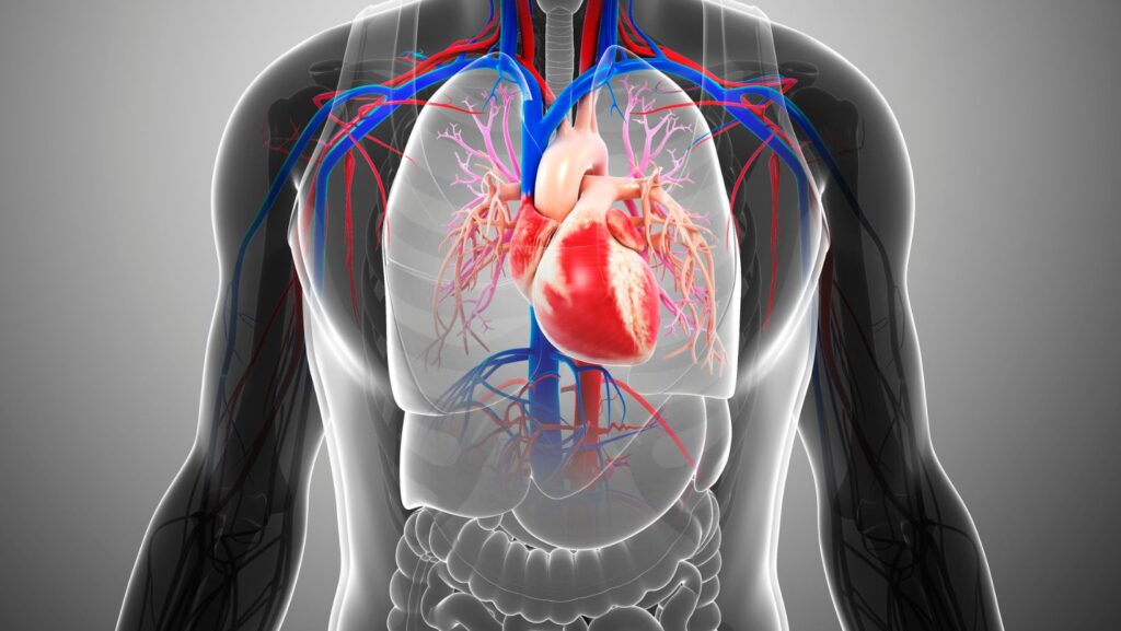 Kreatin bei metabolischem Syndrom