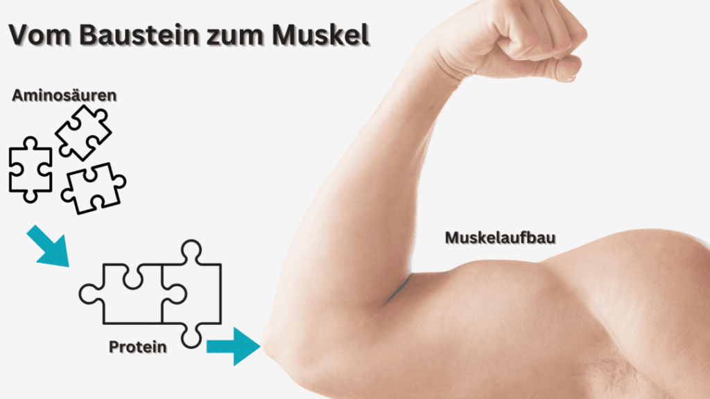 Muskelmythos und Blähbauch - Pflanzenprotein PurePlant Protein