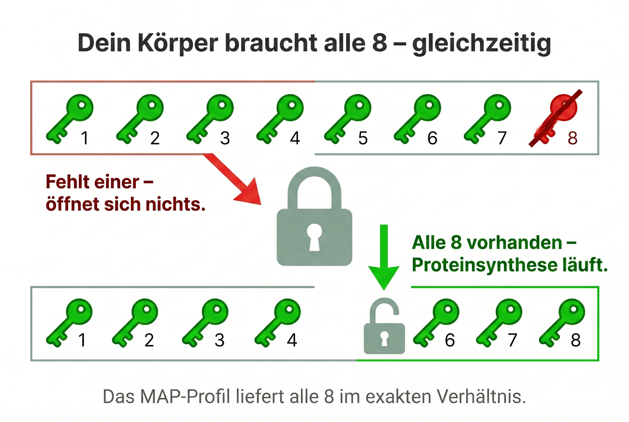 MAP-Profil Mechanismus – Aminosäuren-System Illustration