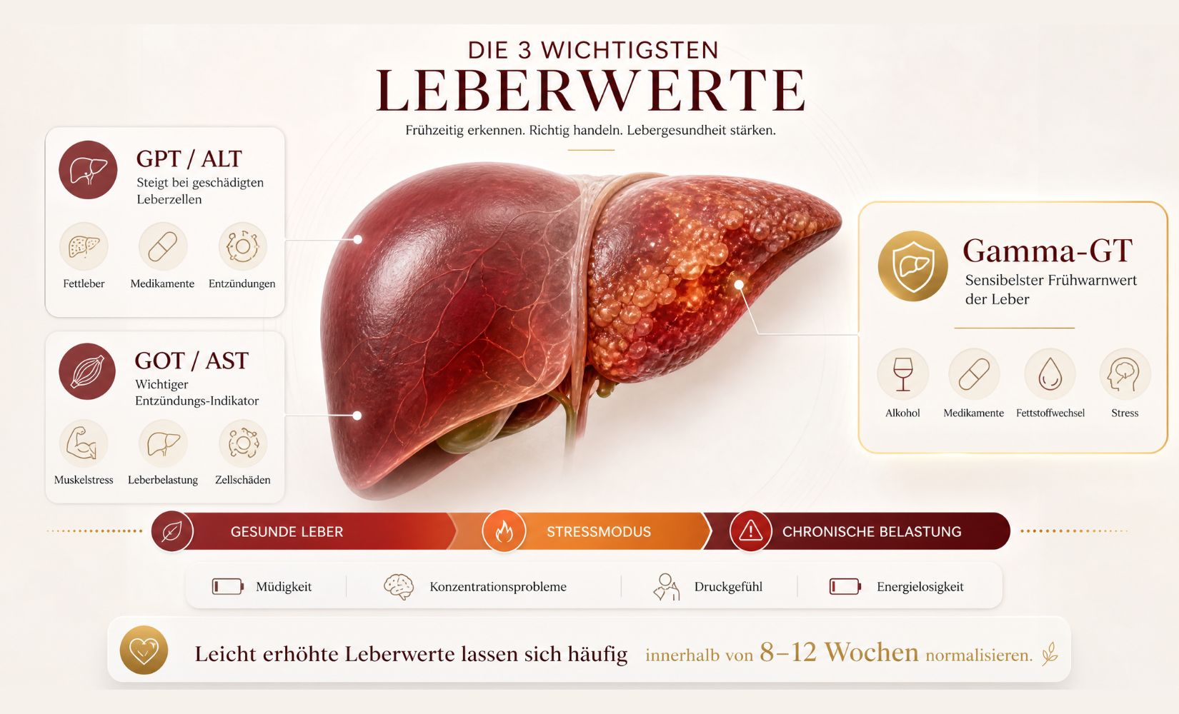 Leberwerte im Blutbild