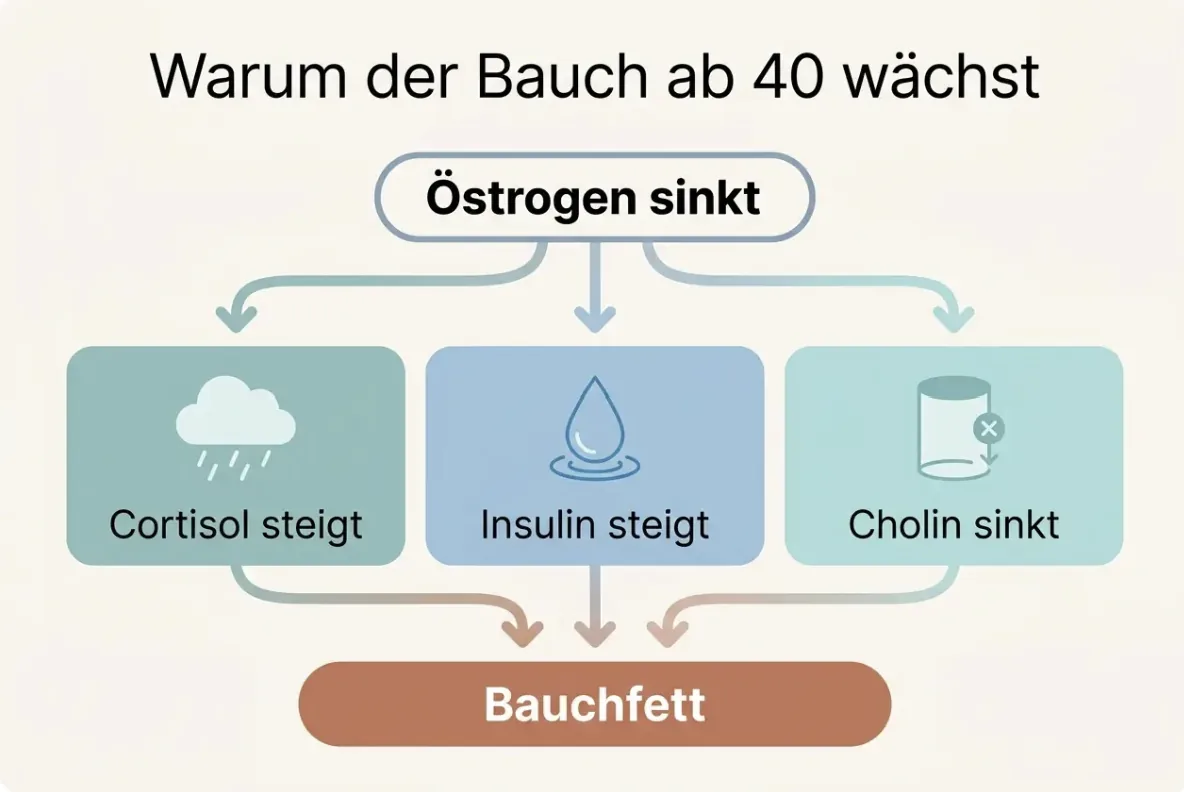 Diagramm: Sinkendes Östrogen lässt Cortisol und Insulin steigen und Cholin sinken – Ergebnis: Bauchfett