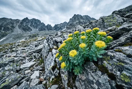 Rosenwurz in karger Berglandschaft