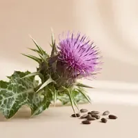 Mariendistel