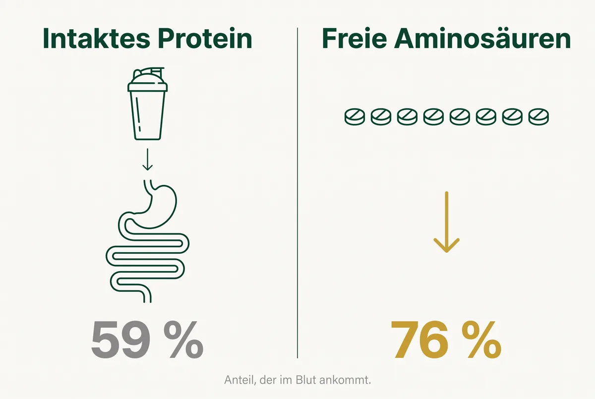Freie Aminosäuren gegen intaktes Protein