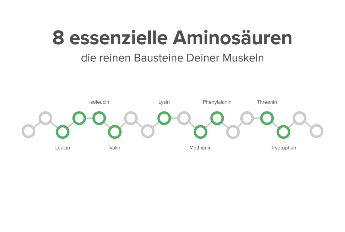 Infografik: die 8 essenziellen Aminosäuren als Bausteine der Muskeln